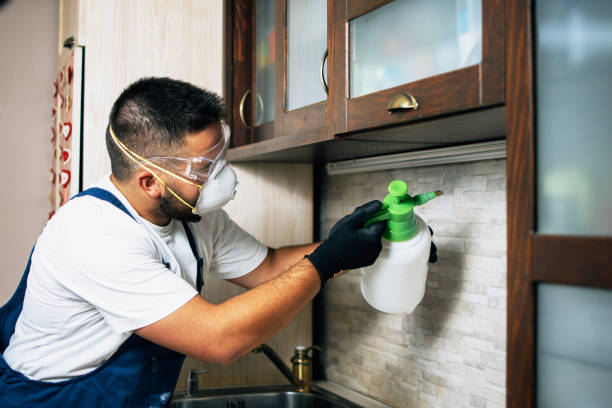 Best Flea Control Services  in Hilton Head Island, SC