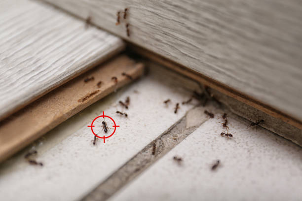 Best Pest Removal Services  in Hilton Head Island, SC