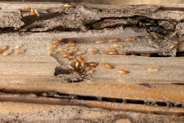 Best Affordable Pest Control Services  in Hilton Head Island, SC