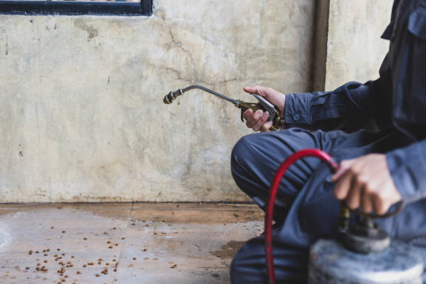 Wasp Removal Services in Hilton Head Island, SC